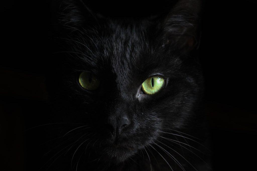 Image of the face of a black cat